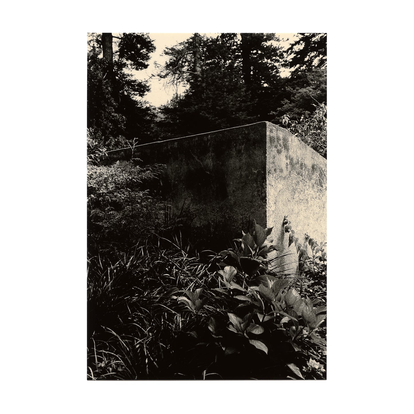 Untitled (concrete and foliage)