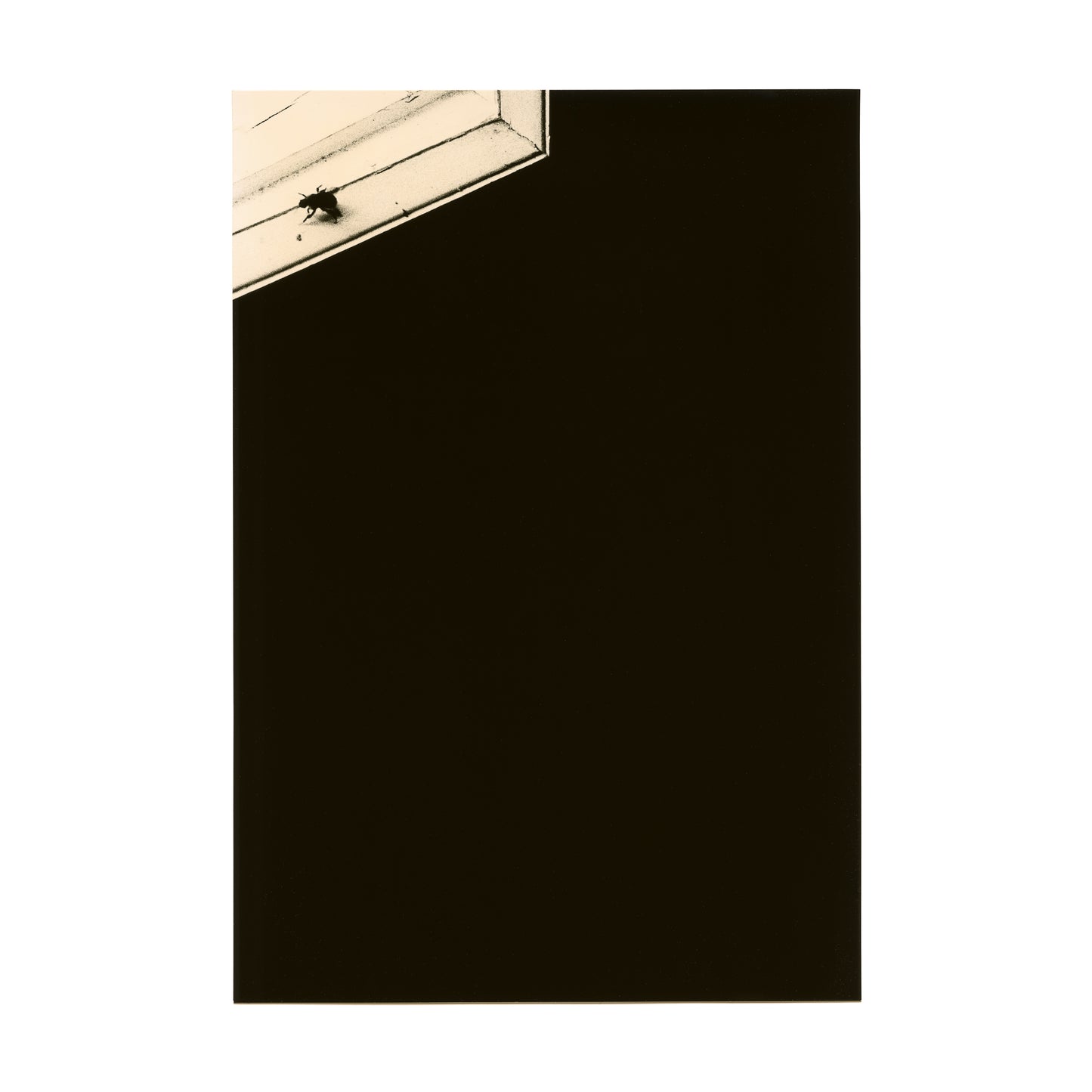 Untitled (fly)
