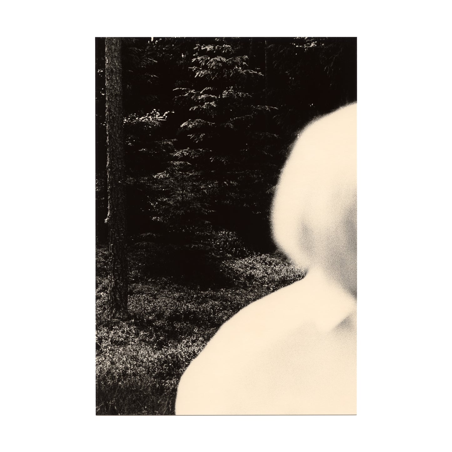 Untitled (forest)