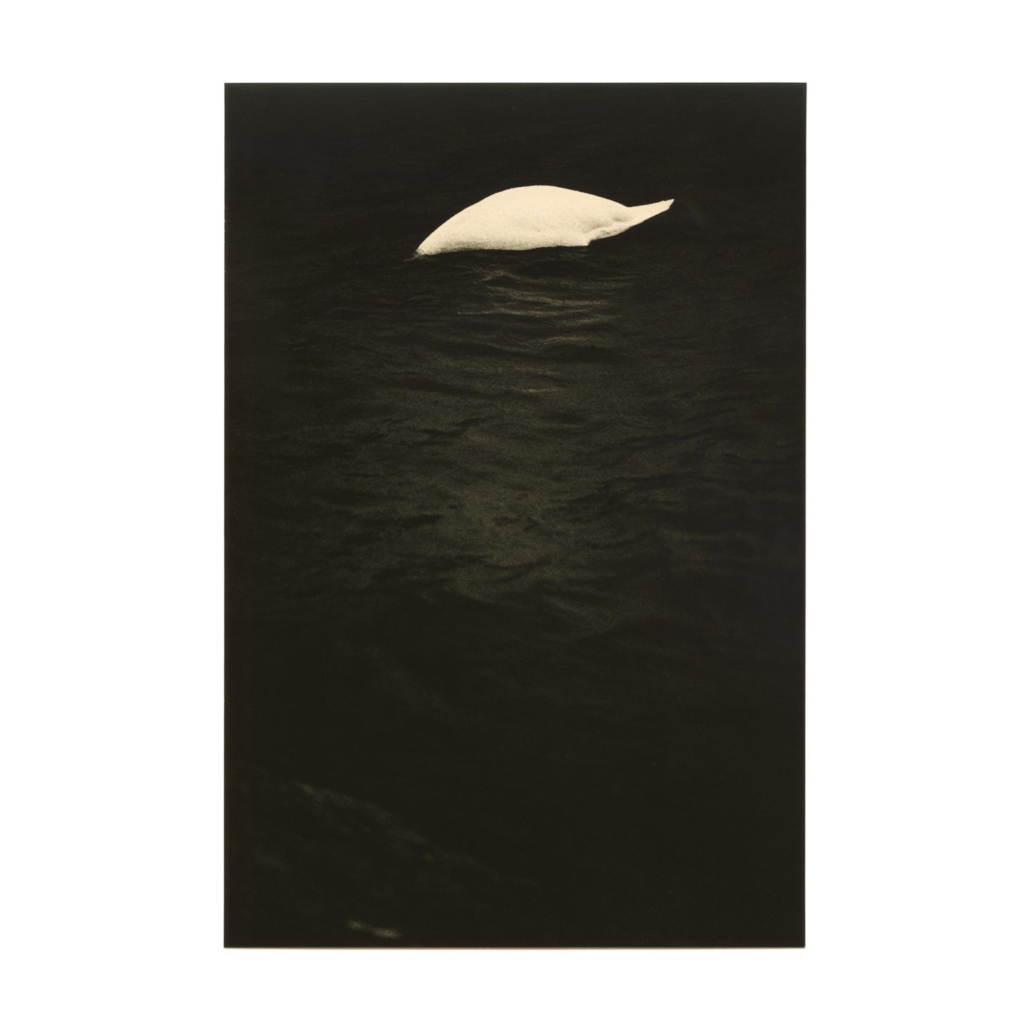 Untitled (swan)