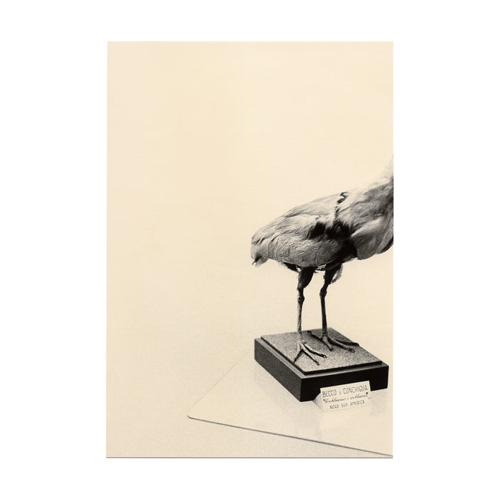 Untitled (bird and beak)