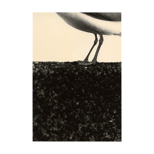 Untitled (seagul)